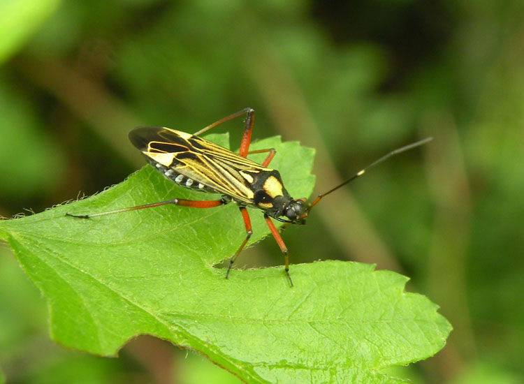 Miridae: Miris striatus dell''Appennino ligure